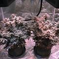 2 of 6 in flower tent wk 4