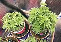 Feb 20_the two CDB OG plants