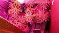 Grow closet with l.e.d on all 3 plants are female 6 top is flowering plant now