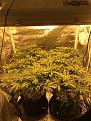 Big tent.  Clockwise from front left: gsc 1, ww1, WW2, GSC 2