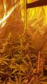 sour d tops