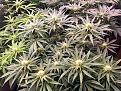 This is one of the CBD OG in the foreground. It is about 3-5 days ahead of the others