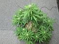 Royal OG  35 days old