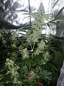 Big is knockout theres a white widow back left