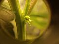 Those are white hairs protruding from what looks to be a pollen sac.