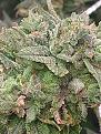 Vanilla kush