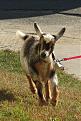 This is my one of my boys, Spanky!
He is a Therapy goat.