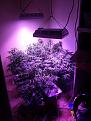 4by 3 purple skunk bubble gummy green crack cheese kings kush allautos have a issue with purple skunk hopefully fixed