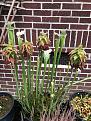 pitcher plant