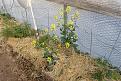 Second generation of self seeded pac choi