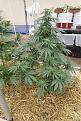 second plant, started same date