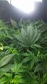 To this LST(low stress training)strain"blueberry"