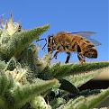 A very lucky shot while feeding the wagonettes...one stuck bee