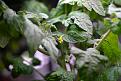 cherry tomato plant from my aerogarden