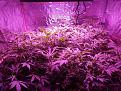 Tent 2. SCRoG