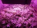 Tent 2. SCRoG