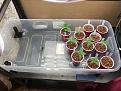 Seedlings in the homemade table.