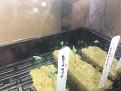 Seedlings sprouting from RW cubes