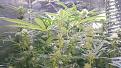 Day 35 of flower. Buds not really filling out, need more light!