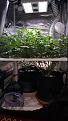 Alien Rift (front right) and Shark Shock CBD (back left)