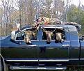 Moose revenge (g)