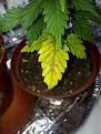 The 2nd plant doing the same.