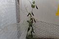 seed crop of purple tendril peas