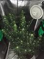 Both plants Day 52 (left) Day 54 (right)