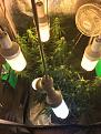 CFL setup. All 5 bulbs are 3-5 inches from top colas.