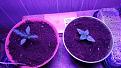 these are two blueberry kush Growers choice there in a cocoa mix 50/50 perlite under an LED 300w @ 16 in