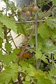 getting closer, "Blue Berry" from Baker Creek Heirlooms