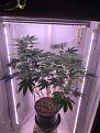 @PaganRich...here she is at day 18 of flower. Will do another defoliation this weekend. I’d sure like to lose a bunch of those fans but a lot of them are coming out directly off of  bud sites and I’m not sure I should take those ones. What you think?