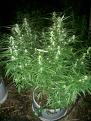 Big nug fast seedling 5foot hight