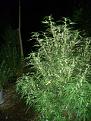 Sweet critical seedling 6 foot hight