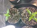 Repot pics