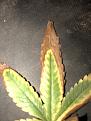 also have a few leaves that look like this and i have no idea why its happening..