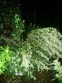 Plant tonight in rain