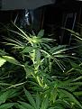 Supercrop