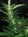 Supercrop
