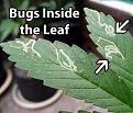 Leaf mites