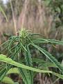 Tall plant. I think it might be growing pistils.