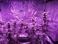 Week 4 of flower starting to get nice