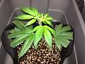 2wk indica: fire og; 2gal. cloth pots; coco/perilite; GH flora tro