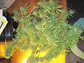 Definitely learned my lesson about LST with this one....yikes.