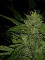 Skywalker