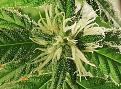 other pistils browning out