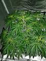 This is a Northern Light Auto 33 days in.
