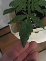 Some discolouration on the leaves, possible TMV?