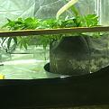 An idea of how low I scrog.