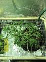 After defoliation, night before the flip.